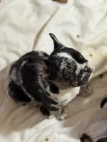 Diamond, a male French Bulldog for sale in Shelbyville, KY – 2 of 3