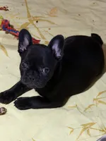Sebastian, a male French Bulldog for sale in Shelbyville, KY – 2 of 4