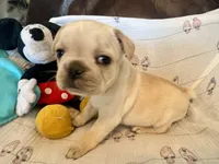 Claire, a female French Bulldog for sale in Shelbyville, KY – Photo 1 of 4