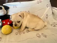 Claire, a female French Bulldog for sale in Shelbyville, KY – Photo 4 of 4