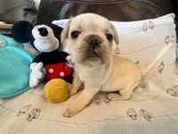 Claire, a female French Bulldog for sale in Shelbyville, KY – Photo 2 of 4