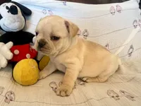 Claire, a female French Bulldog for sale in Shelbyville, KY – Photo 3 of 4