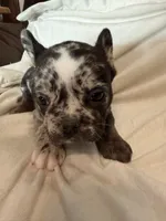 Dodge, a male French Bulldog for sale in Shelbyville, KY – 3 of 5