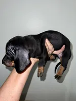 Blaze, a male Miniature Dachshund for sale in Shelbyville, KY – 2 of 5