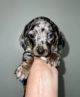 Pollyanna, a female Miniature Dachshund for sale in Shelbyville, KY – 5 of 6