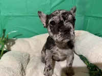 Deanna, a female French Bulldog for sale in Shelbyville, KY – Photo 3 of 3