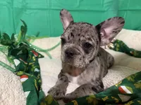 Anita , a female French Bulldog for sale in Shelbyville, KY – Photo 2 of 3