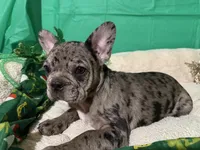 Anita , a female French Bulldog for sale in Shelbyville, KY – Photo 1 of 3