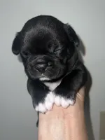 Tucker, a male French Bulldog for sale in Shelbyville, KY – 4 of 6