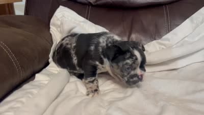 Dodge, a male French Bulldog for sale in Shelbyville, KY – 5 of 5