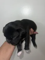 Tucker, a male French Bulldog for sale in Shelbyville, KY – 3 of 6
