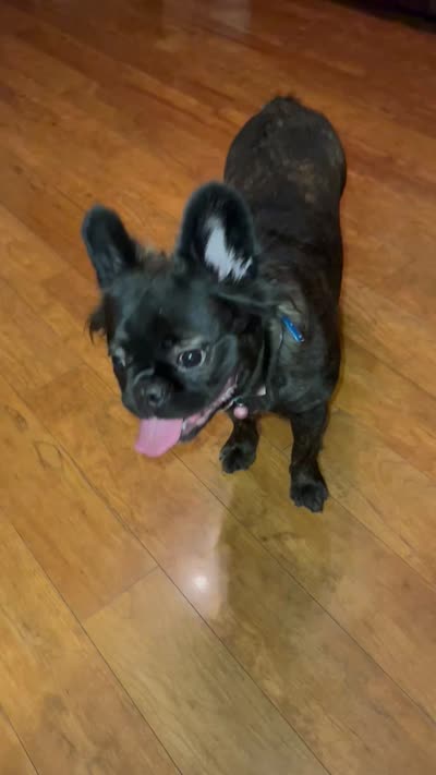 Sterling , a male French Bulldog for sale in Shelbyville, KY – 4 of 4
