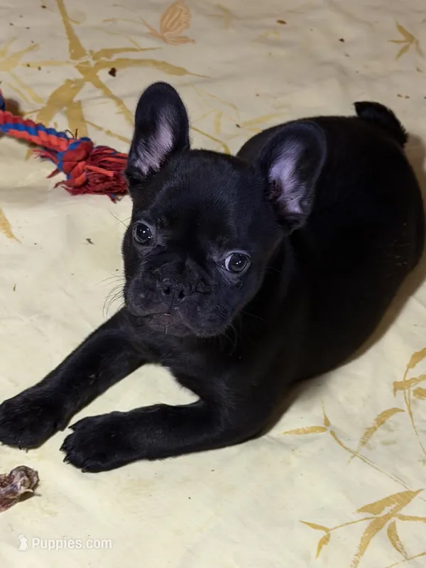 Sebastian – French Bulldog puppy for sale in Shelbyville, KY