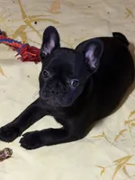 Sebastian, a male French Bulldog for sale in Shelbyville, KY – 1 of 4