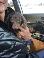 Blaze, a male Miniature Dachshund for sale in Shelbyville, KY – 4 of 5