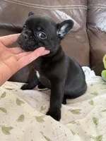 Dr.Pepper, a male French Bulldog for sale in Shelbyville, KY – 1 of 4