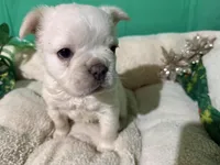 Fluffy/ Biscuit, a male French Bulldog for sale in Shelbyville, KY – Photo 2 of 3