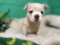 Fluffy/ Biscuit, a male French Bulldog for sale in Shelbyville, KY – Photo 1 of 3