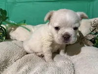 Fluffy/ Biscuit, a male French Bulldog for sale in Shelbyville, KY – Photo 3 of 3