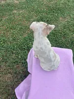 Victoria, a female French Bulldog for sale in Shelbyville, KY – 2 of 5