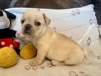 Christine , a female French Bulldog for sale in Shelbyville, KY – Photo 1 of 4