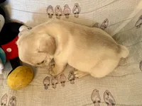 Christine , a female French Bulldog for sale in Shelbyville, KY – Photo 2 of 4