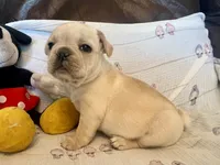 Christine , a female French Bulldog for sale in Shelbyville, KY – Photo 4 of 4