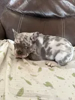 Crush , a male French Bulldog for sale in Shelbyville, KY – 3 of 4