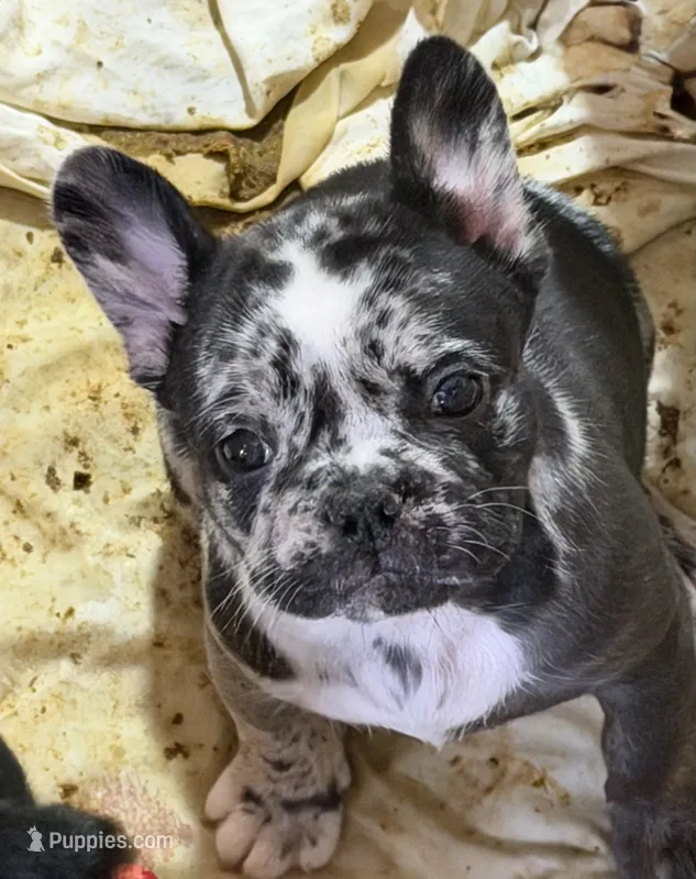 Tancrepy – French Bulldog puppy for sale in Shelbyville, KY
