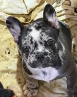 Tancrepy, a male French Bulldog for sale in Shelbyville, KY – 1 of 3