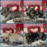 Casper, a male French Bulldog for sale in Shelbyville, KY – Photo 2 of 2
