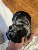 Sterling , a male French Bulldog for sale in Shelbyville, KY – 2 of 4