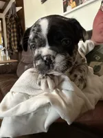 Tanner, a male French Bulldog for sale in Shelbyville, KY – 2 of 4