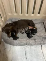 Kippy, a male Miniature Dachshund for sale in Shelbyville, KY – 5 of 6