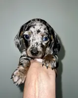 Pollyanna, a female Miniature Dachshund for sale in Shelbyville, KY – 4 of 6
