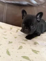 Dr.Pepper, a male French Bulldog for sale in Shelbyville, KY – 2 of 4