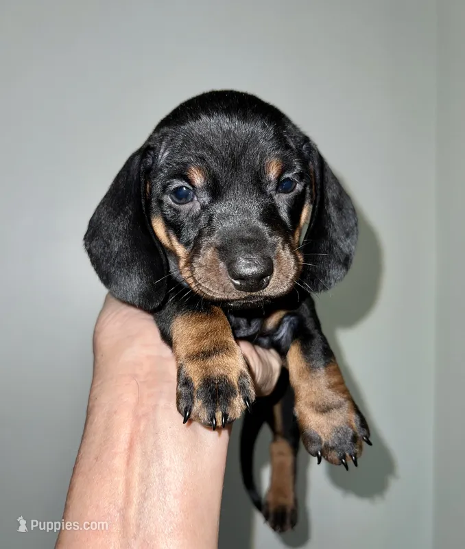 De’ Shell  – Miniature Dachshund puppy for sale in Shelbyville, KY