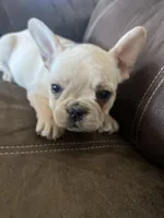 Snowflake , a female French Bulldog for sale in Shelbyville, KY – Photo 3 of 3