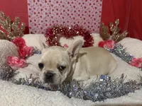 Snowflake , a female French Bulldog for sale in Shelbyville, KY – Photo 2 of 3