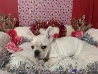 Snowflake , a female French Bulldog for sale in Shelbyville, KY – Photo 1 of 3