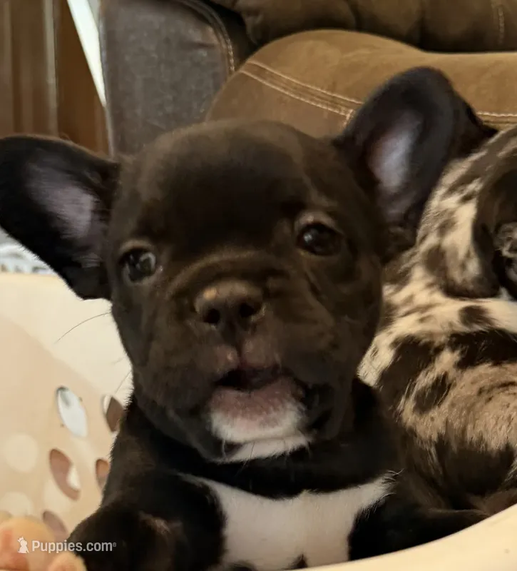 Chip – French Bulldog puppy for sale in Shelbyville, KY