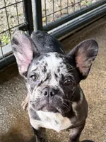 Jasper, a male French Bulldog for sale in Shelbyville, KY – 2 of 2