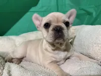 Cricket, a female French Bulldog for sale in Shelbyville, KY – Photo 1 of 3