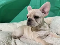 Cricket, a female French Bulldog for sale in Shelbyville, KY – Photo 2 of 3