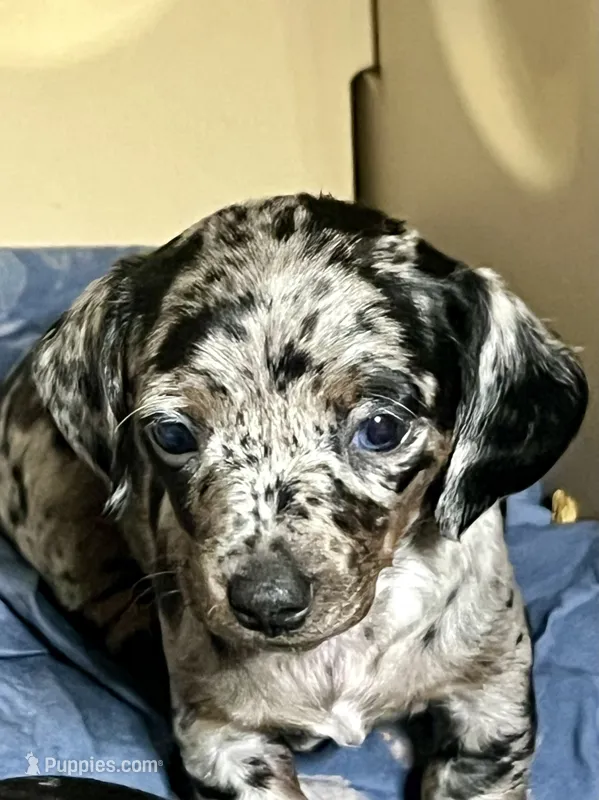 Pollyanna – Miniature Dachshund puppy for sale in Shelbyville, KY