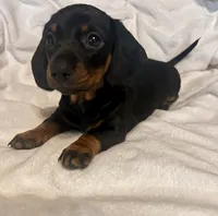 Collen, a female Miniature Dachshund for sale in Shelbyville, KY – 1 of 5