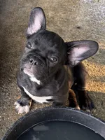 Darrin, a male French Bulldog for sale in Shelbyville, KY – 3 of 3