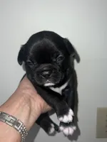Tucker, a male French Bulldog for sale in Shelbyville, KY – 2 of 6