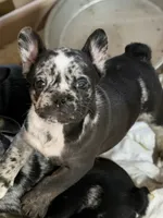 Tancrepy, a male French Bulldog for sale in Shelbyville, KY – 2 of 3