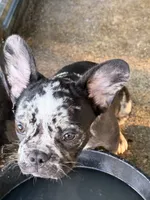 Monkey, a male French Bulldog for sale in Shelbyville, KY – 2 of 3